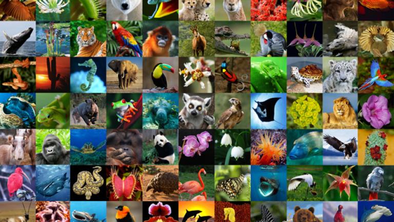 World Wildlife Day 2023 - Partnerships for Wildlife Conservation