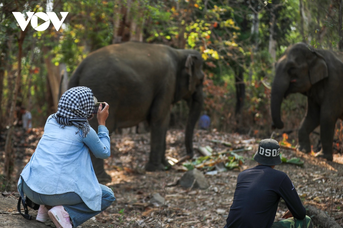 Dak Lak: Experience elephant-friendly tourism at Yok Don National Park