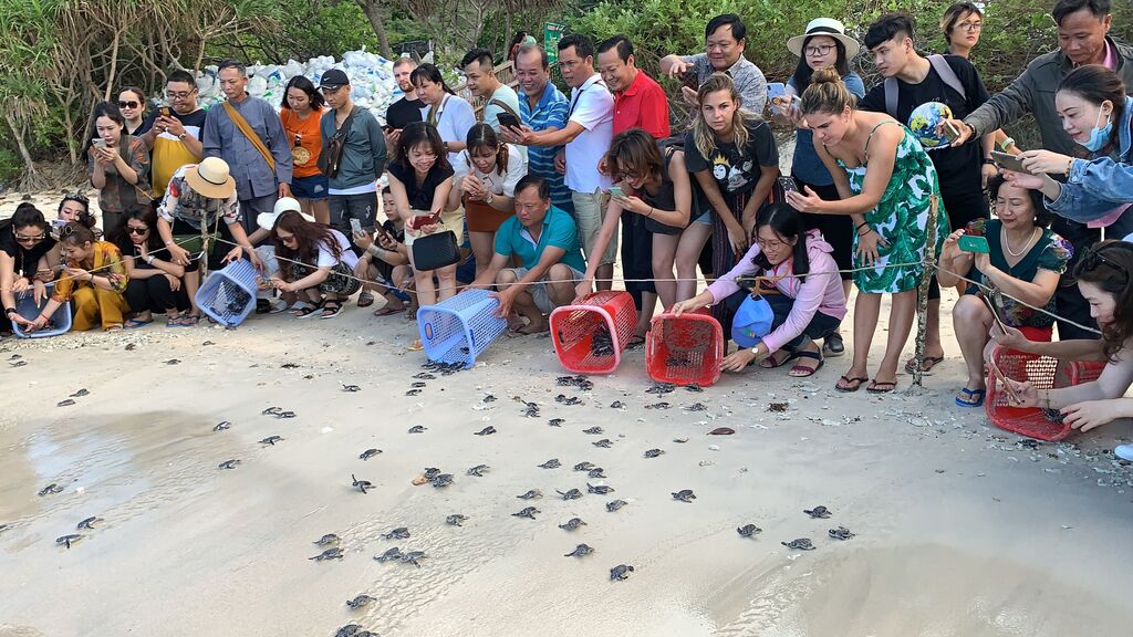 Launch of research proposals on marine turtle conservation