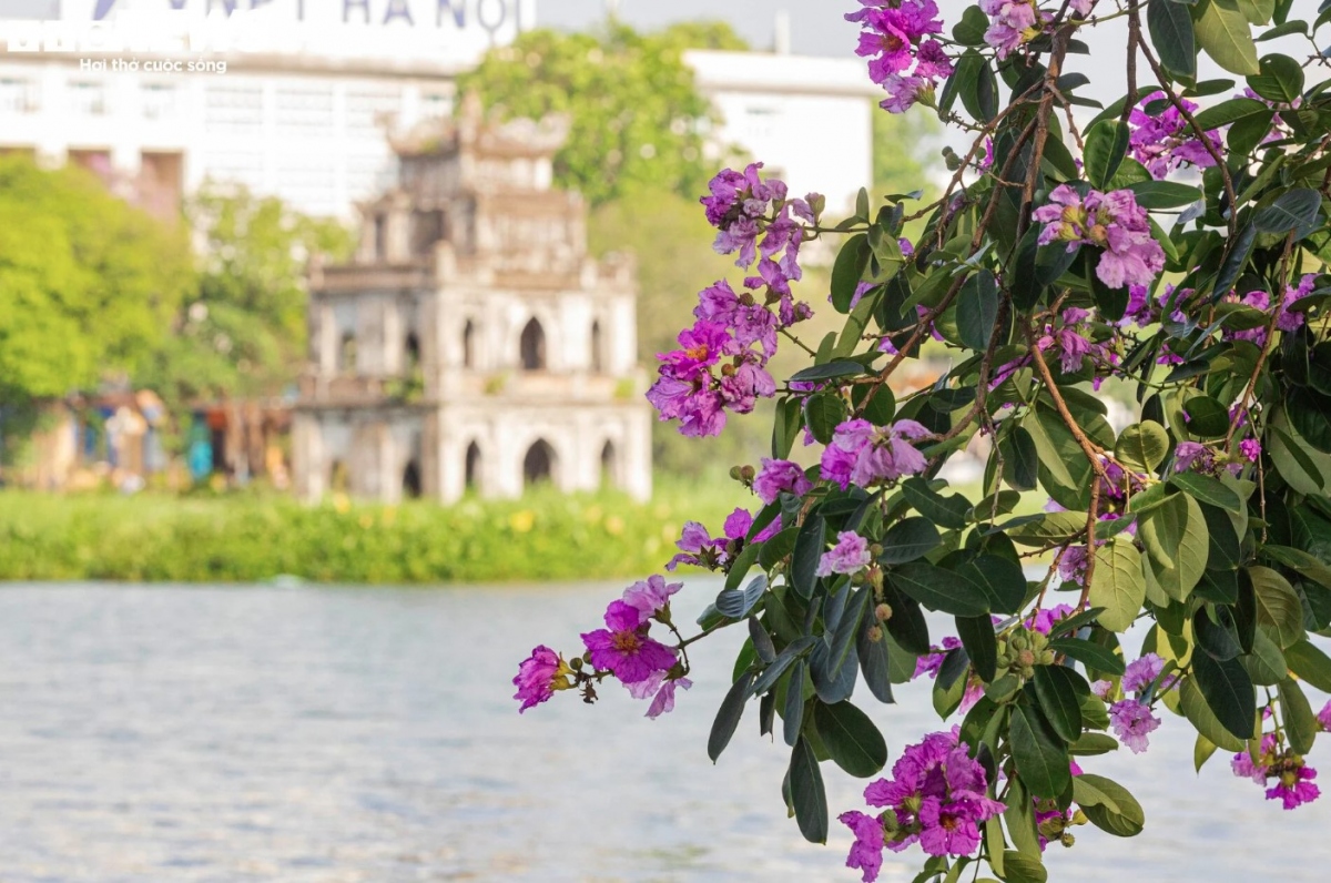 Ha Noi streets turn purple with blossoming crape myrtle flowers