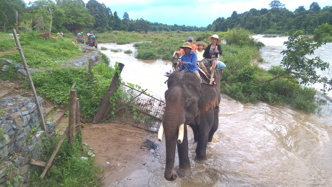 Đắk Lắk hiện thực hóa "Dự án khẩn cấp bảo tồn voi"