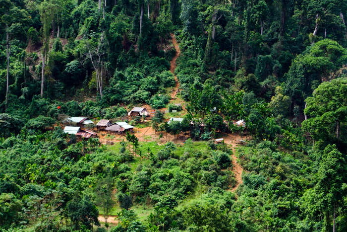 Cho thuê môi trường rừng để trồng cây dược liệu và kinh doanh du lịch