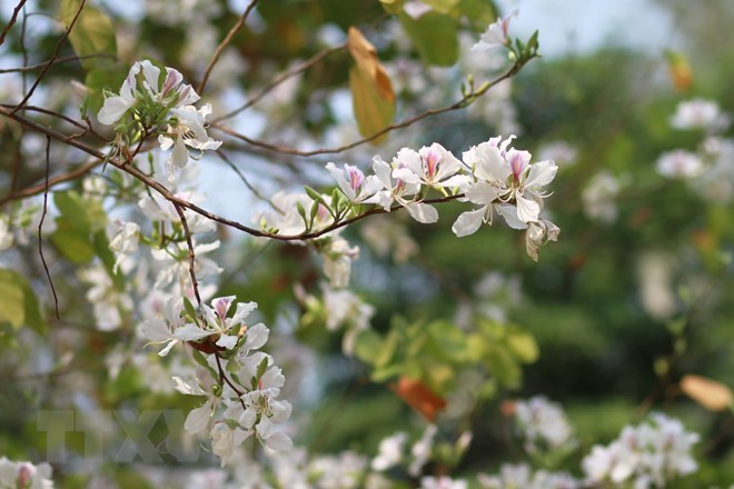 Trồng hơn 2.000 cây hoa Ban tại Di tích quốc gia đặc biệt đồi Độc Lập