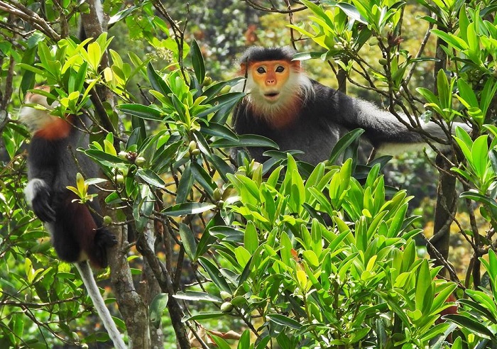 Vườn Quốc gia Bạch Mã: Tăng cường bảo vệ các loài nguy cấp, quý hiếm
