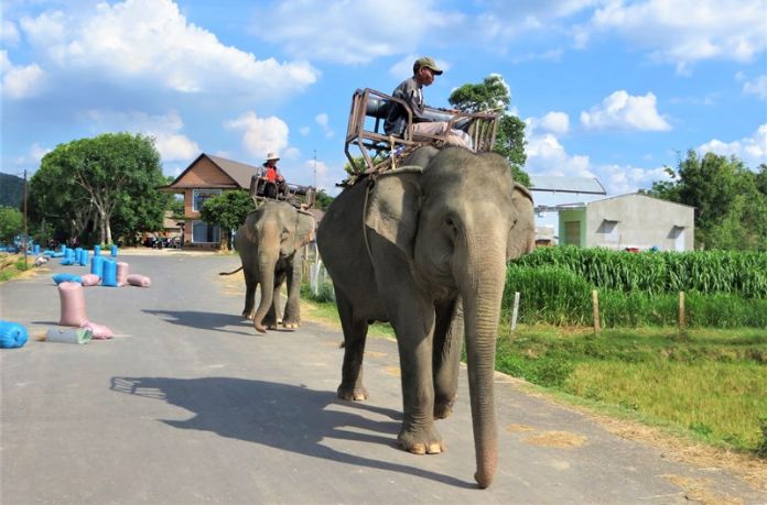 Đắk Lắk: Điều chỉnh, bổ sung một số chính sách bảo tồn voi