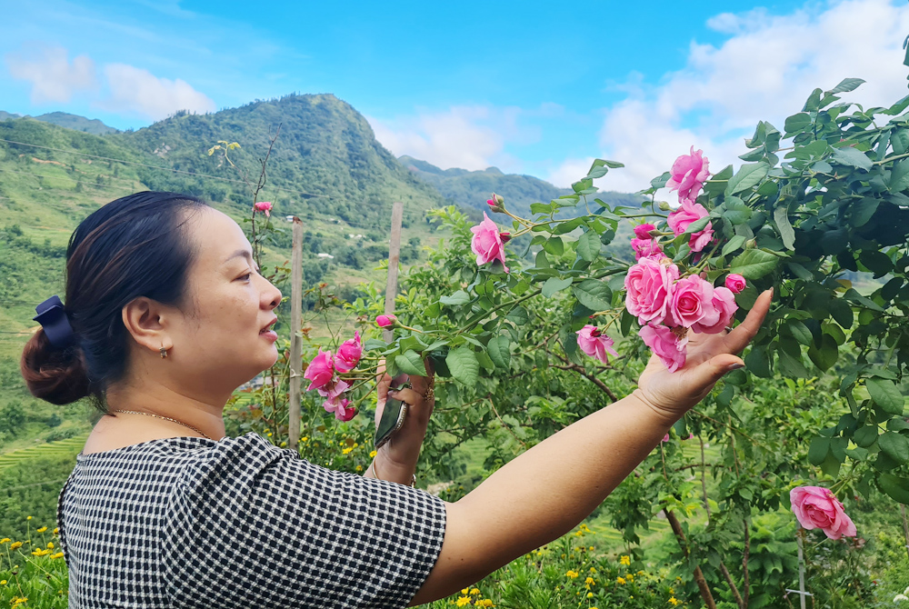 Lào Cai: Lên Sa Pa thưởng trà hoa hồng