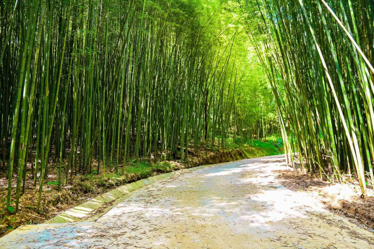 Cao Bằng: Thăm rừng trúc sào ở độ cao ngàn mét