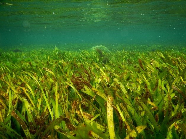 Hướng đến phục hồi các hệ sinh thái cỏ biển miền Trung Việt Nam