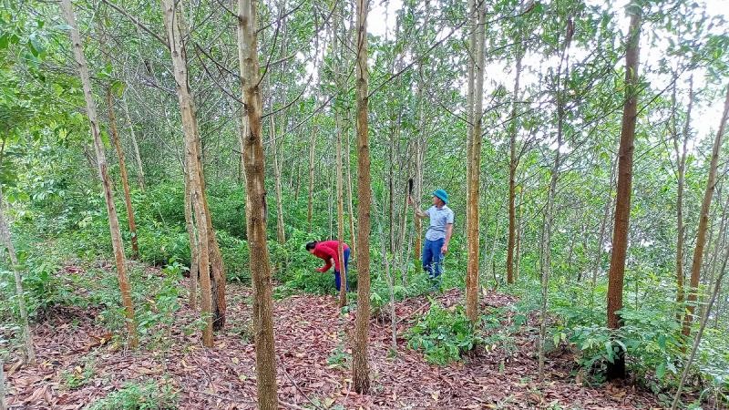 Nghệ An: Phát triển kinh tế rừng để thoát nghèo bền vững