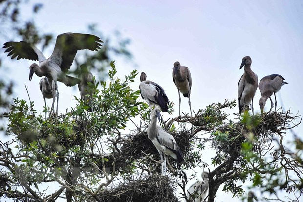 Quảng Bình: Tăng cường công tác quản lý, bảo tồn các loài chim hoang dã, di cư