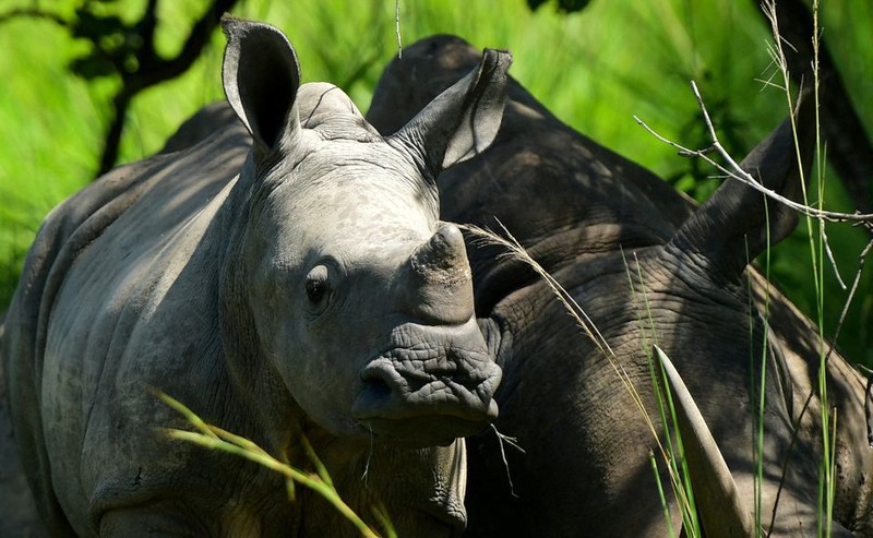 Số lượng tê giác, voi đang tăng lên ở Uganda sau nhiều năm bị săn trộm