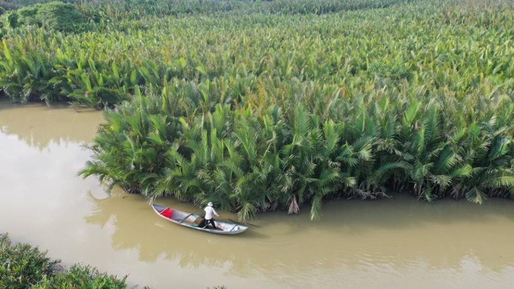 Quảng Ngãi: Bảo vệ rừng dừa nước gắn với phát triển sinh kế bền vững cho người dân