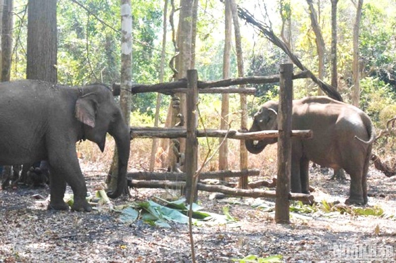 Thêm 2 cá thể voi nhà tham gia mô hình du lịch thân thiện không cưỡi voi