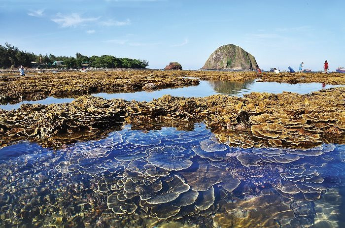 Phú Yên kêu gọi cộng đồng bảo vệ rạn san hô Hòn Yến