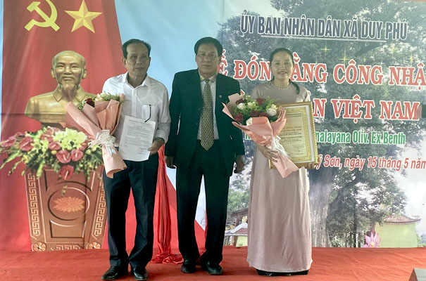 Cây kơ nia cổ thụ ở Quảng Nam được công nhận Cây Di sản Việt Nam