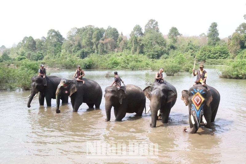 Đắk Lắk: Du lịch thân thiện với voi