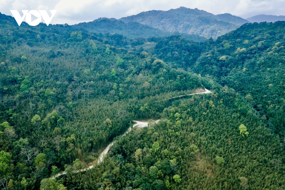 Khám phá rừng trúc Bản Phường (Cao Bằng) ở độ cao 1.000m