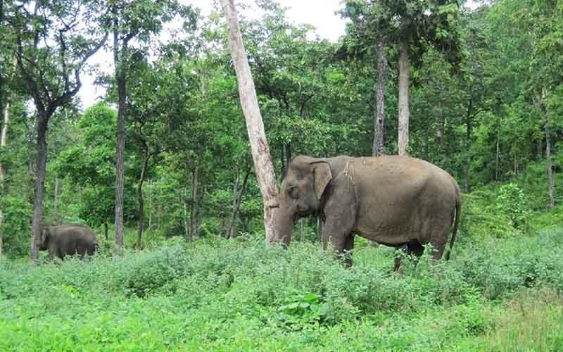 Dak Lak transforms elephant-riding into elephant-friendly tourism model
