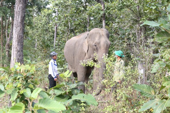 Dak Lak Province authorities look for ways to protect the region's elephant number
