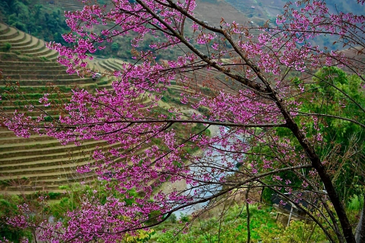 To Day flower blossoms brightens up Mu Cang Chai mountainous area