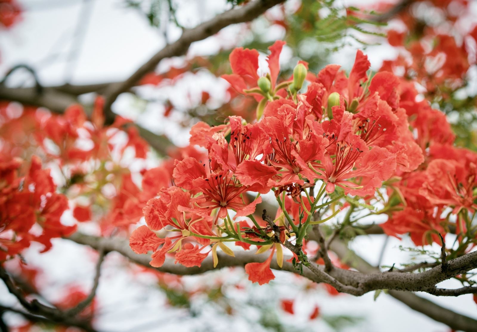 May - the blooming season of phoenix flowers in Phu Tho Province