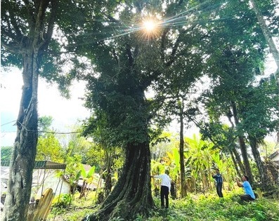 700-year-old gold apple tree recognized as heritage tree in Ha Tinh