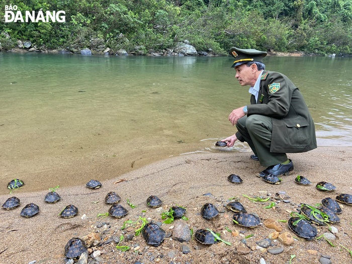 Ecosystem restoration in Da Nang