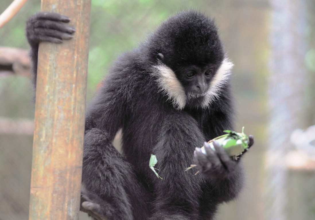 Endangered gibbon rescued from drug kingpin's home in Vietnam finds safe haven