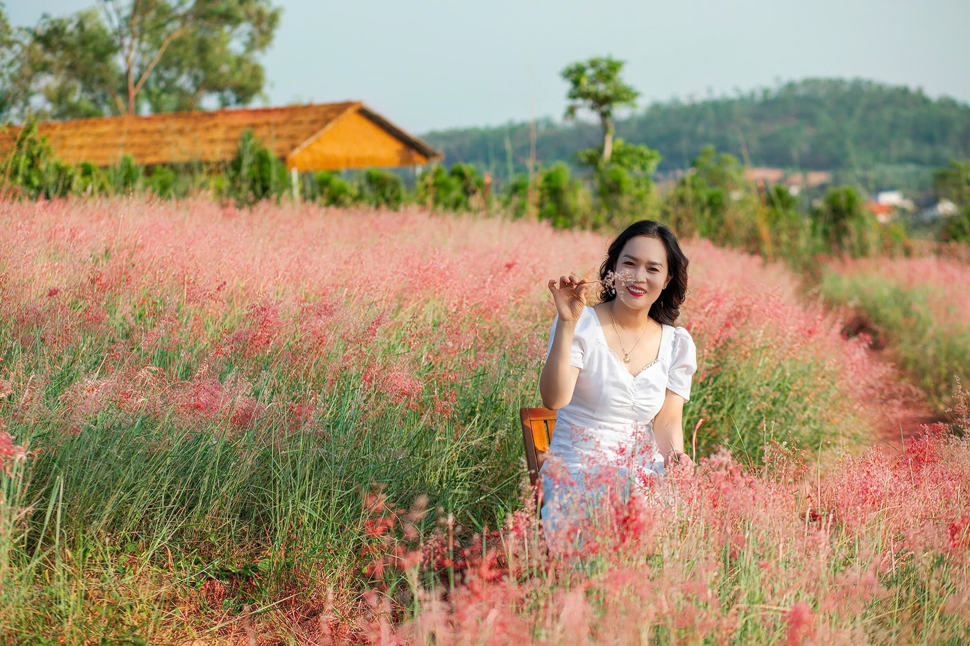 Near Ha Noi, a pink grass hill captivates visitors with autumn blooms