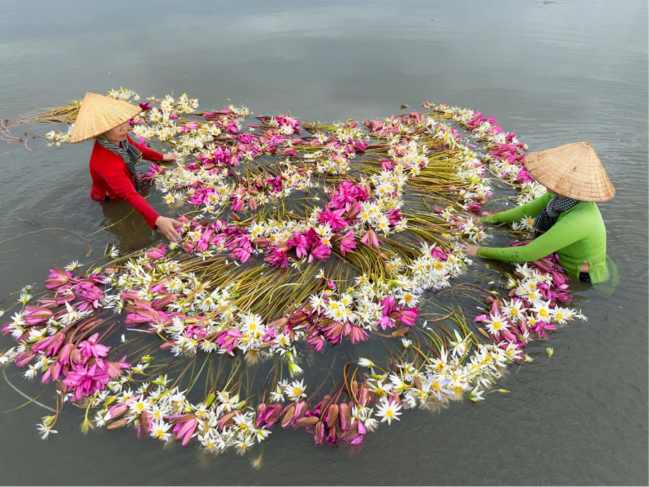 Awe-inspiring lotus harvesting in Vietnam captivates The New York Times