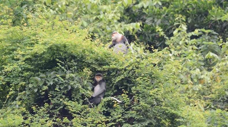 A peaceful haven for grey-shanked douc langurs