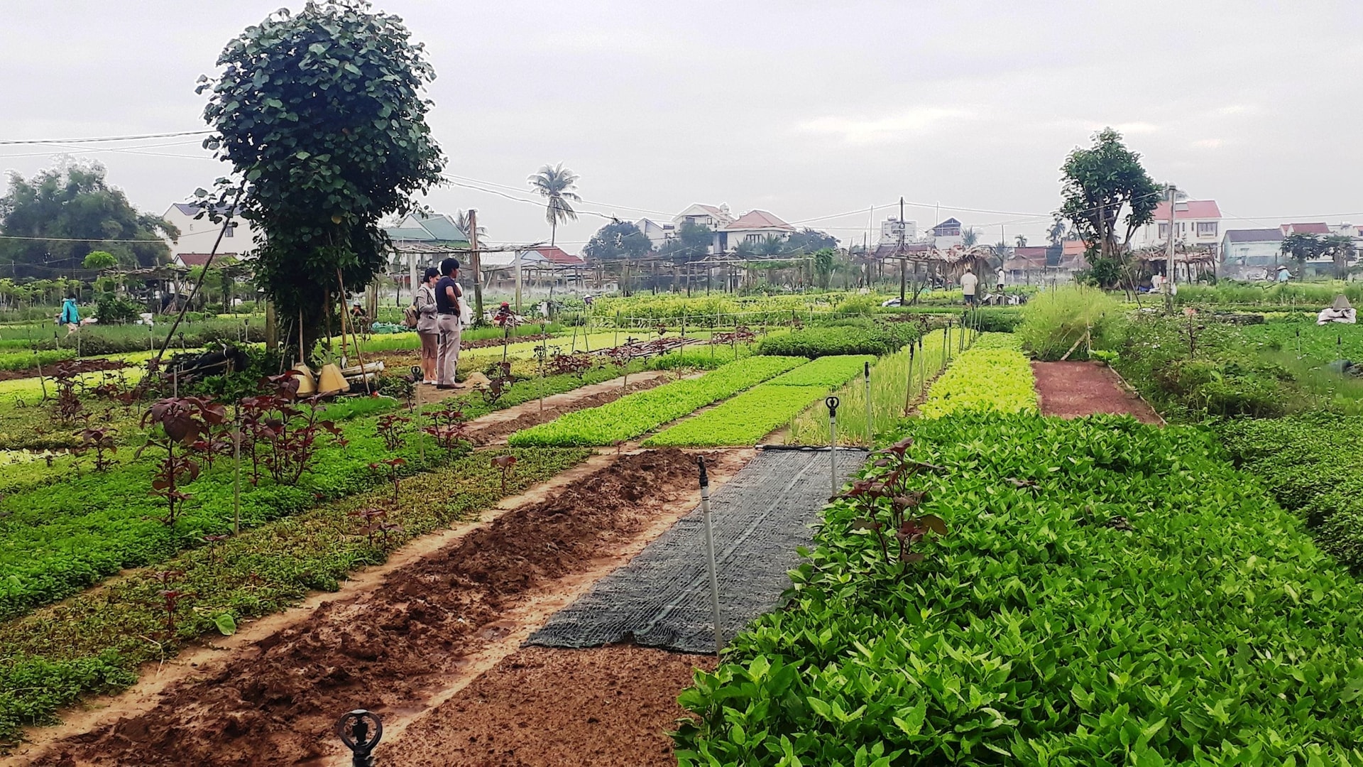 Green and sustainable tourism in Hoi An (Quang Nam)