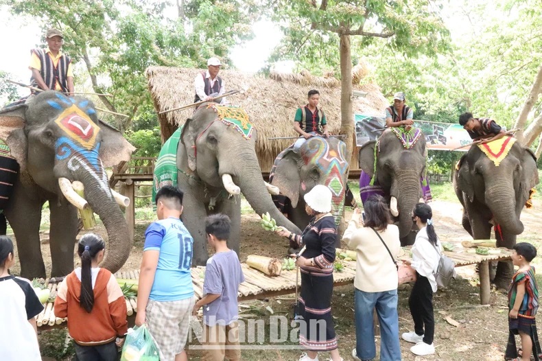 Elephant-friendly tourism in Dak Lak