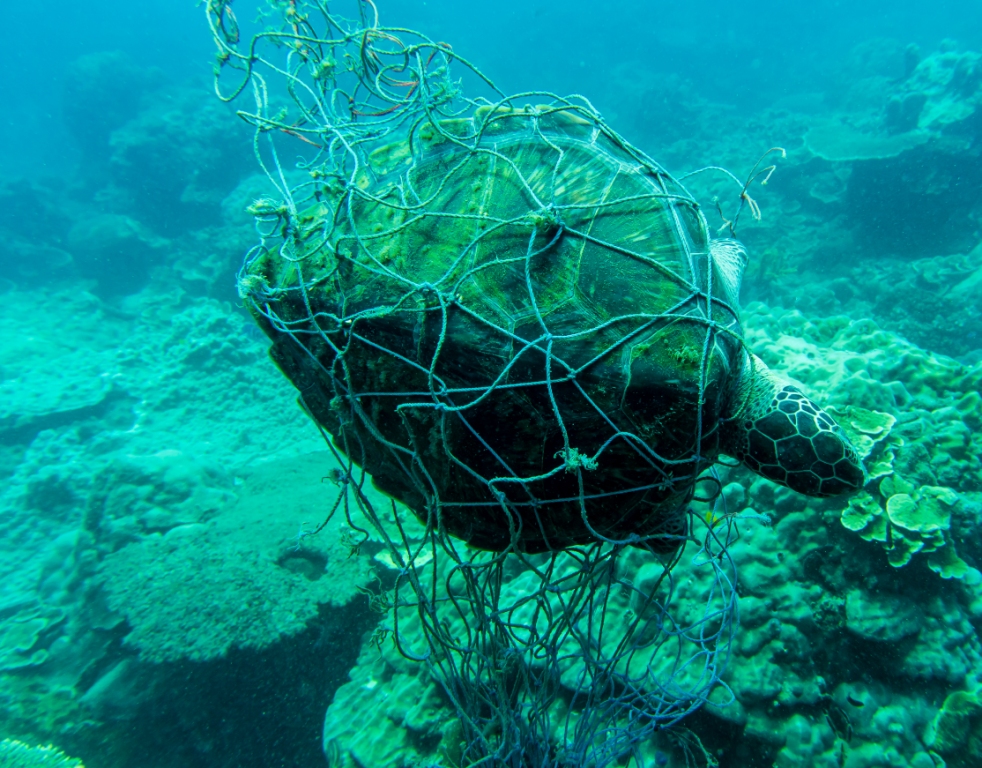 Con Dao: international tourists rescued a rare endangered hawksbill sea turtle trapped in a fishing net