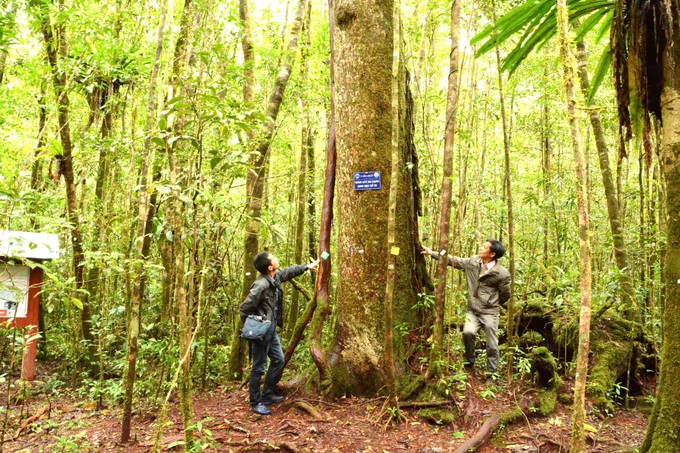 Carbon credit: Opportunity for revival of forests in Central Highlands