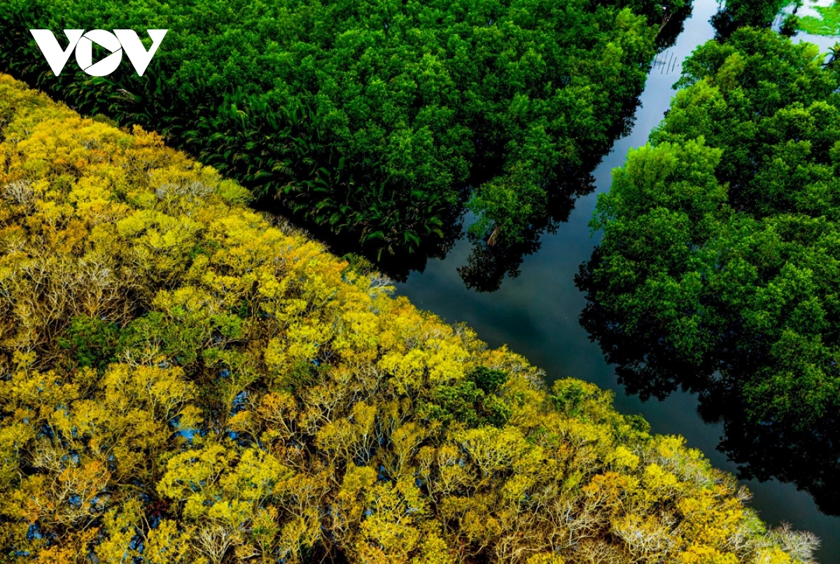 Ru Cha mangrove forest - a tourist destination in Thua Thien Hue