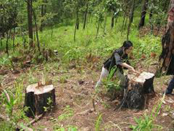 Lâm Đồng: Trồng hơn 100ha hoa anh đào