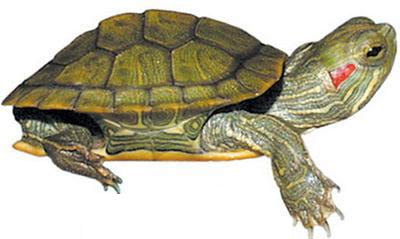 Reo Turtle Hanoi approves solutions to remove red-eared turtles from Sword Lake ...