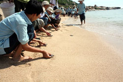 Ninh Thuận: Cứu hộ, thả về biển 86 rùa xanh quí hiếm