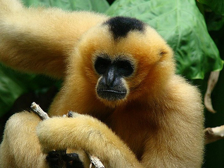 hình ảnh  thú vật vườn bách thú Động vật có vú con khỉ Động vật Linh  trưởng con khỉ đột Tinh tinh Holland Amsterdam động vật Động vật có  xương sống