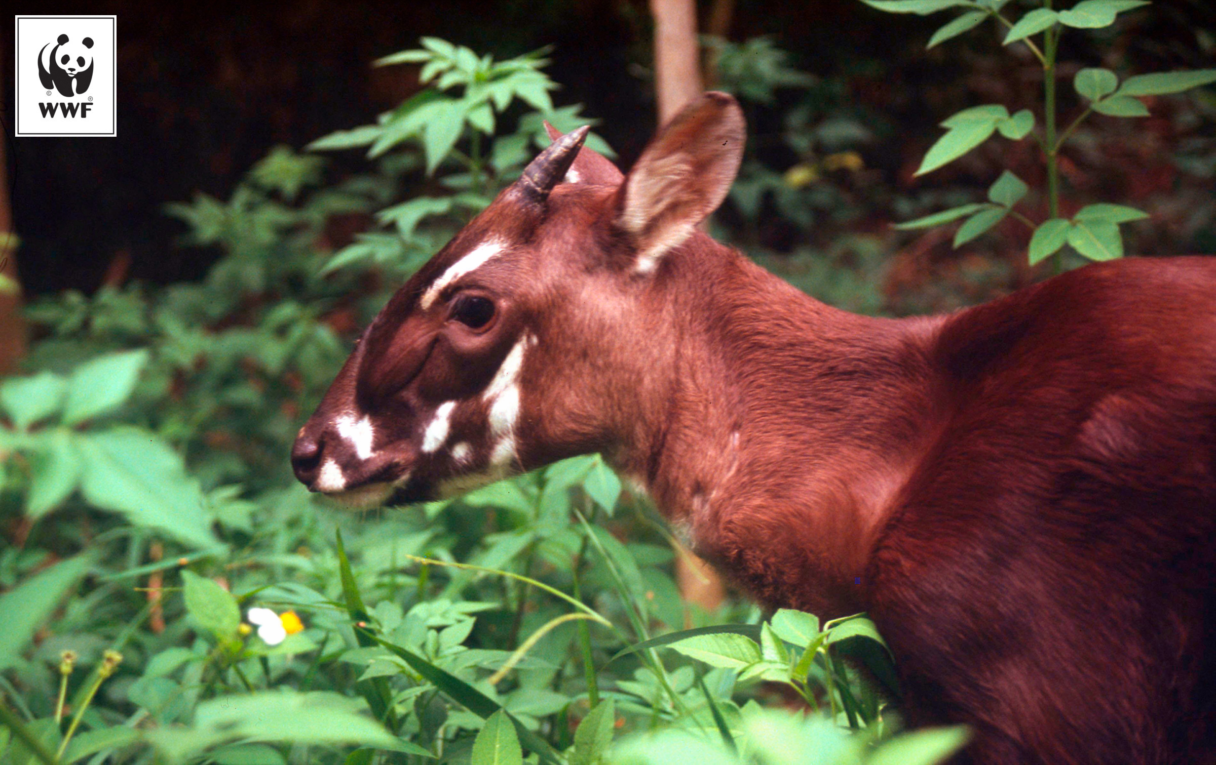 Ngày Sao la Quốc tế: Các nhà bảo tồn lần đầu tiên thiết lập chương trình nhân giống loài Kỳ lân châu Á - Sao la