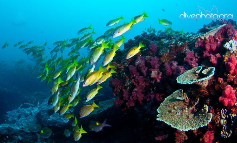 Các khu bảo tồn biển có giúp ứng phó với biến đổi khí hậu?