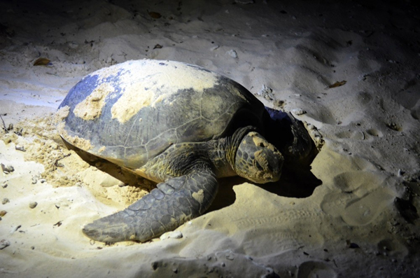 Bà Rịa – Vũng Tàu: Bảo vệ rùa biển và các loài động vật hoang dã