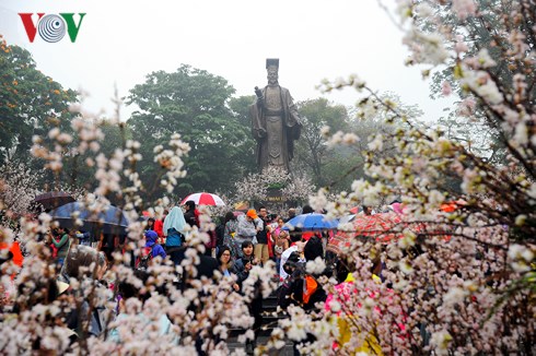 Trưng bày 50 cây và hàng vạn cành hoa anh đào Nhật Bản bên Hồ Gươm