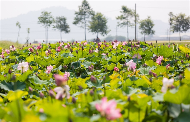 Lotus ponds a special tourist attracts in Uncle Hồ’s homeland