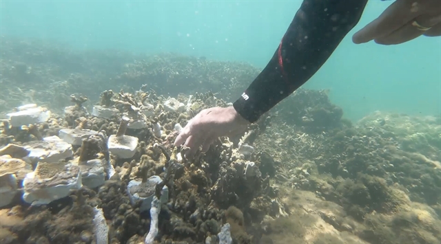 Da Nang: Coral reefs restoration begins in Son Tra Peninsula
