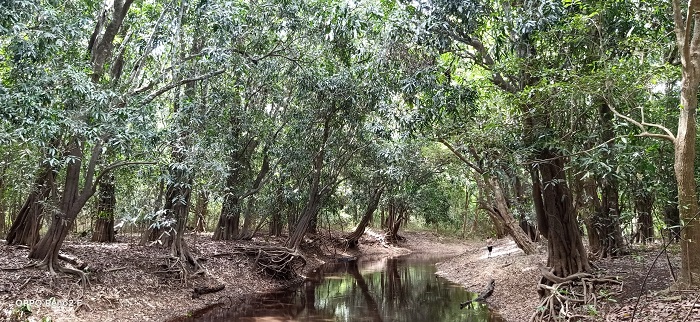 Khám phá Rừng cây Đại Phong tử ở Vườn Quốc Gia Cát Tiên
