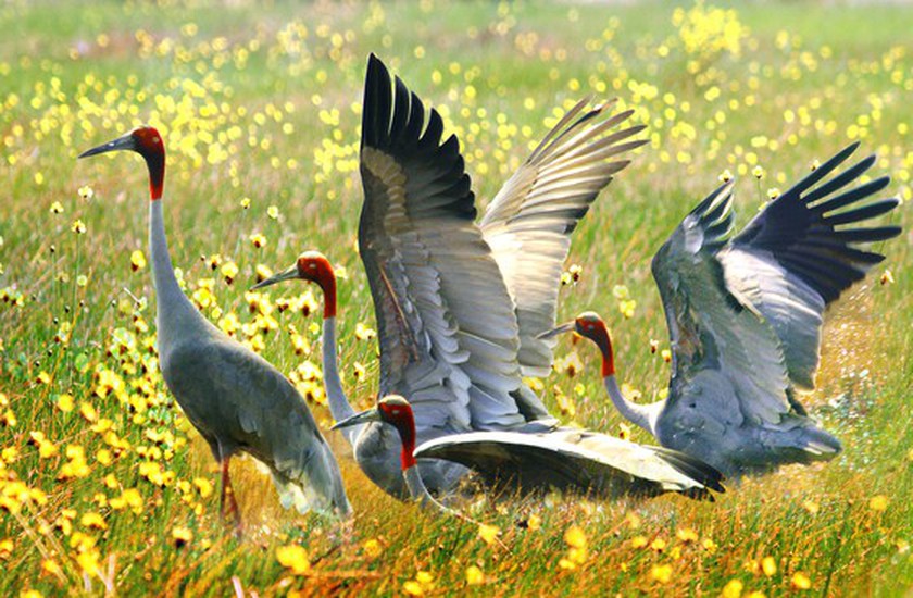Red-headed cranes migrate to Mekong Delta
