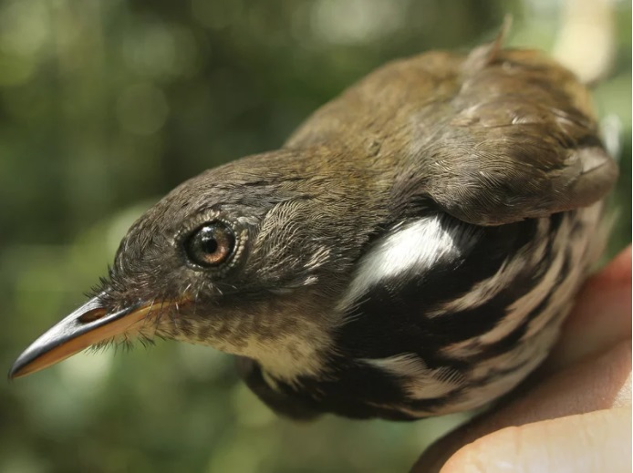 Biến đổi khí hậu khiến các loài chim Amazon nhỏ đi và mọc cánh dài hơn