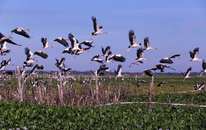 Tầm quan trọng của các bãi triều ven biển đồng bằng sông Cửu Long đối với các loài chim di cư